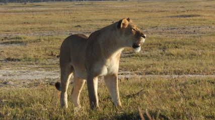 LIONESS in the wild