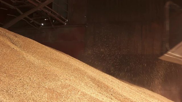 Pile of cereals and tracktor bucket. Huge pile of wheat in a factory storehouse.