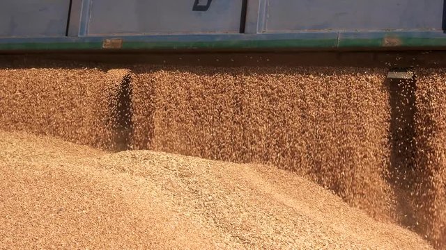 Grain truck unloading. Close up falling cereal grain.