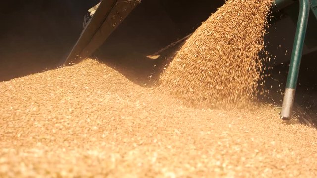 Pouring grain in the pile. Close up flowing grain cereals in a heap.