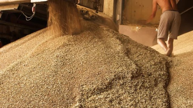 Unloading grain from truck trailer. Flowing out grain, worker standing on pile of corn.