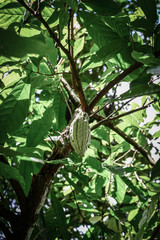 Fototapeta premium Green Cocoa pod