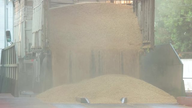 Dumping grain from truck trailer. Falling down grain corns out of vehicle.