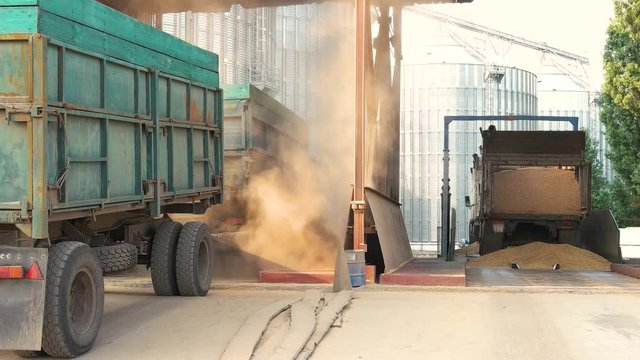 Grain flowing out of truck into storage. Grain factory warehouse.