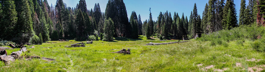 Fototapeta na wymiar Panoramic view of lush meadow in Big Stump Basin Sequoia National Park