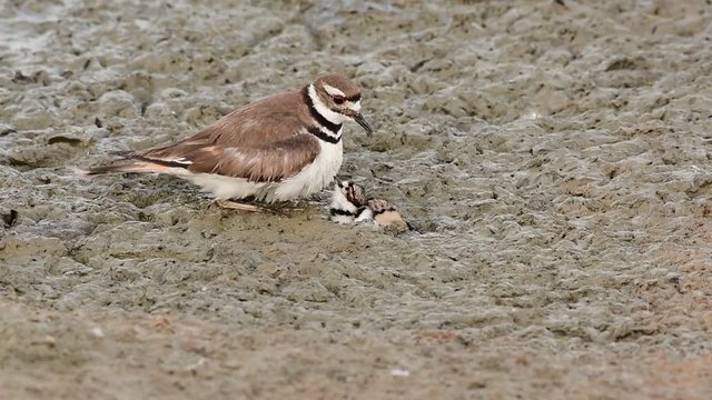 A Mother Killdeer and Hatchling on a Mud Flat