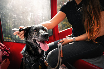 shepherd mix with brown big eyes sitting in cable car during a hiking trip and getting cuddled by hand