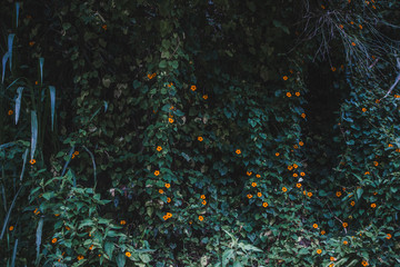 Bright orange Black-Eyed Susan Vine or Clock Vine (Thunbergia alata) flowers growing wild in a...