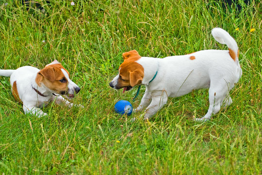 Jack Russelsl playing in the grass with the ball