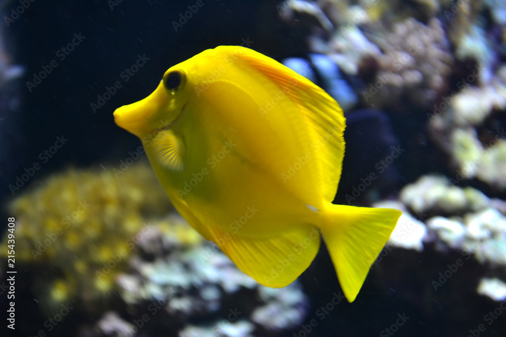 Wall mural Yellow tang saltwater fish