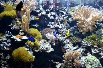 Coral reef with various fish