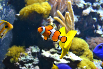 Fototapeta na wymiar Coral reef - saltwater fish