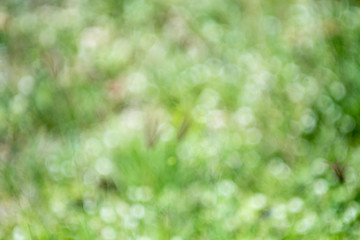 abstract nature blur for background