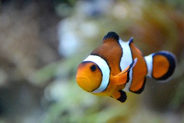 Clownfish/ anemonefish/ amphiprioninae