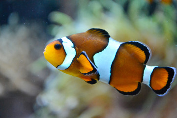 Fototapeta na wymiar Clownfish/ anemonefish/ amphiprioninae