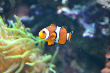 Fototapeta na wymiar Clownfish/ anemonefish/ amphiprioninae