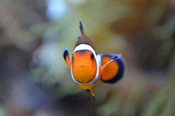 Clownfish/ anemonefish/ amphiprioninae