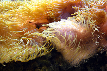 Naklejka na ściany i meble Coral reef - close-up