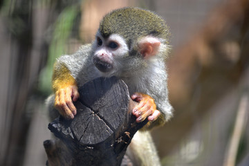 Capuchin monkey sitting on a tree