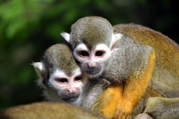 Obraz premium Two capuchin monkeys