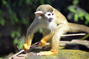 Obraz premium Capuchin monkey with a stick