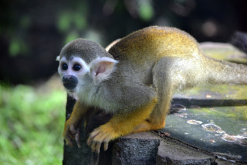 Capuchin monkey, selective focus