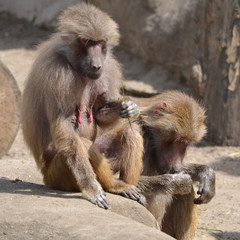 Sitting baboons, outdoors