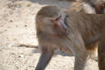 Baboon monkey, selective focus