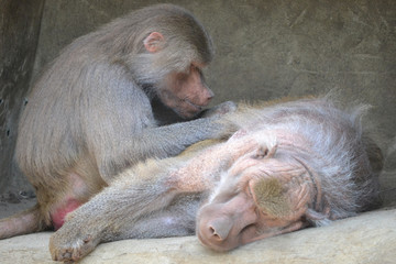 Two baboons - one resting, another sitting