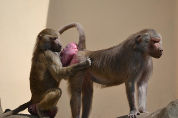 Two baboons - one holding another
