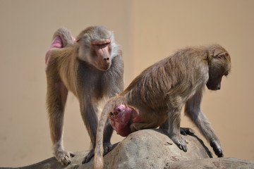 Baboons (monkeys) sitting on a rock
