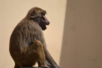 Baboon monkey, selective focus