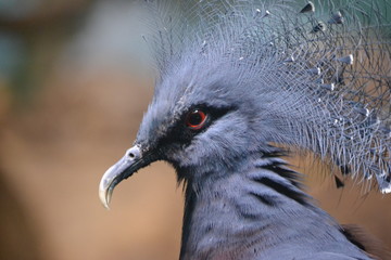 Crane bird with crest