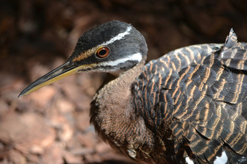 Crane bird, defocused background