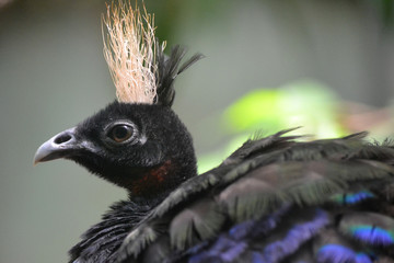 Fototapeta premium Bird with crest, selective focus