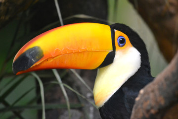 Great Toucan - bird with big orange beak