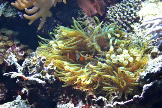 Coral reef, clownfish