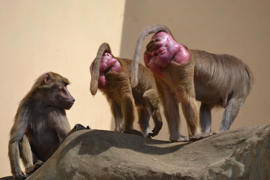 Three baboons (monkey) on a rock