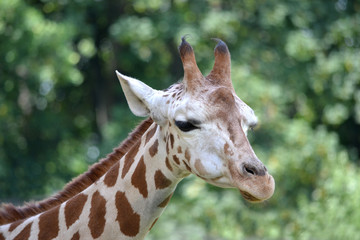 Giraffe - head, close-up