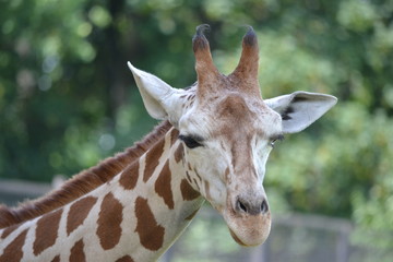 Giraffe - head, close-up