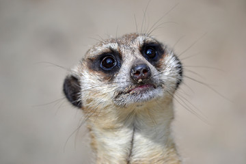 Fototapeta premium Meerkat - head, close-up