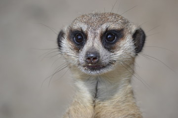 Meerkat - head, close-up