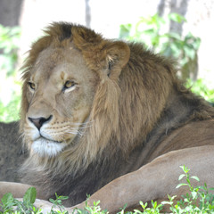 Lion laying on a ground - resting