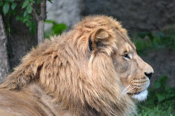 Lion watching in a distance