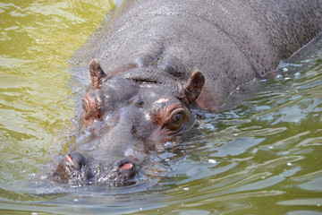 Hippopotamus swimming in water