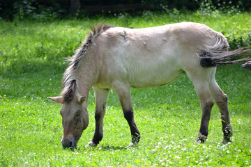 Horse eating grass