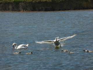 Cygne volant