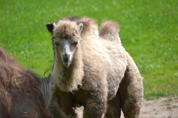 Camel, grass in a distance