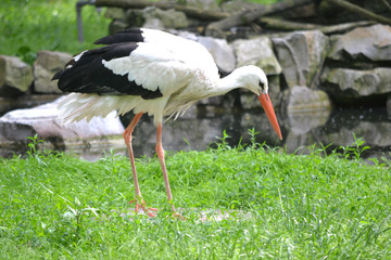 Stork walking on a grass