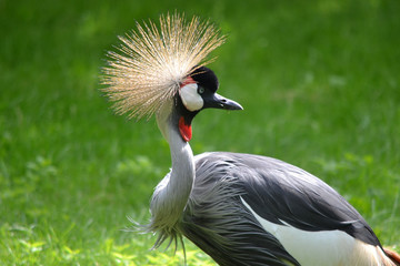 Crane bird standing on grass © PX Media